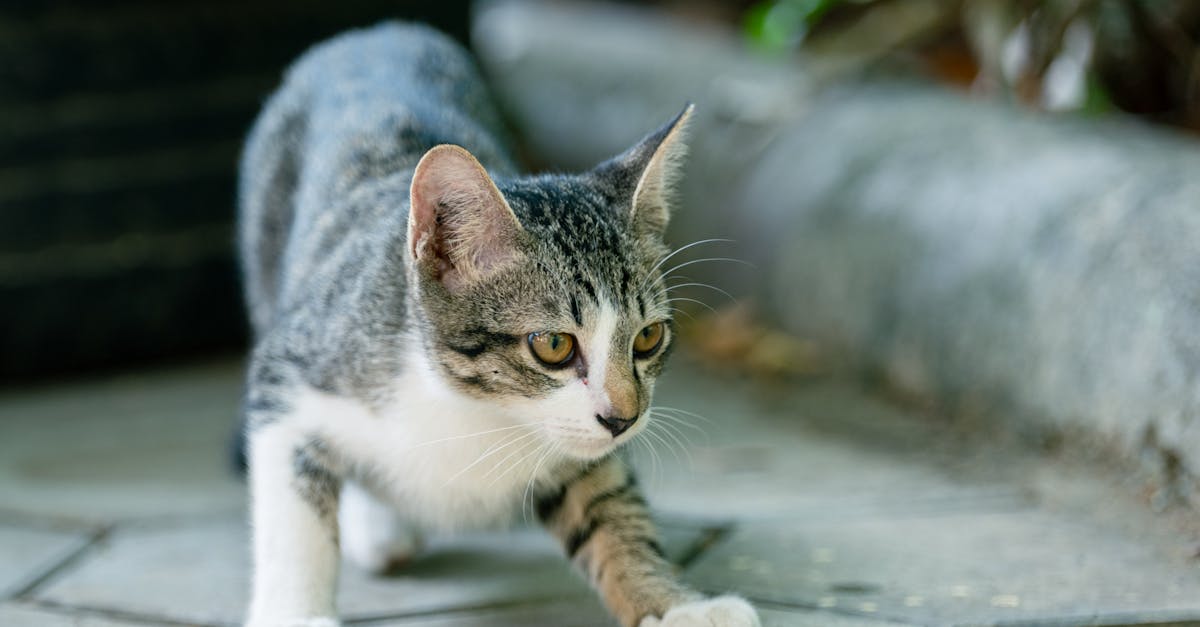 Cat Body Language: Complete Visual Communication Guide