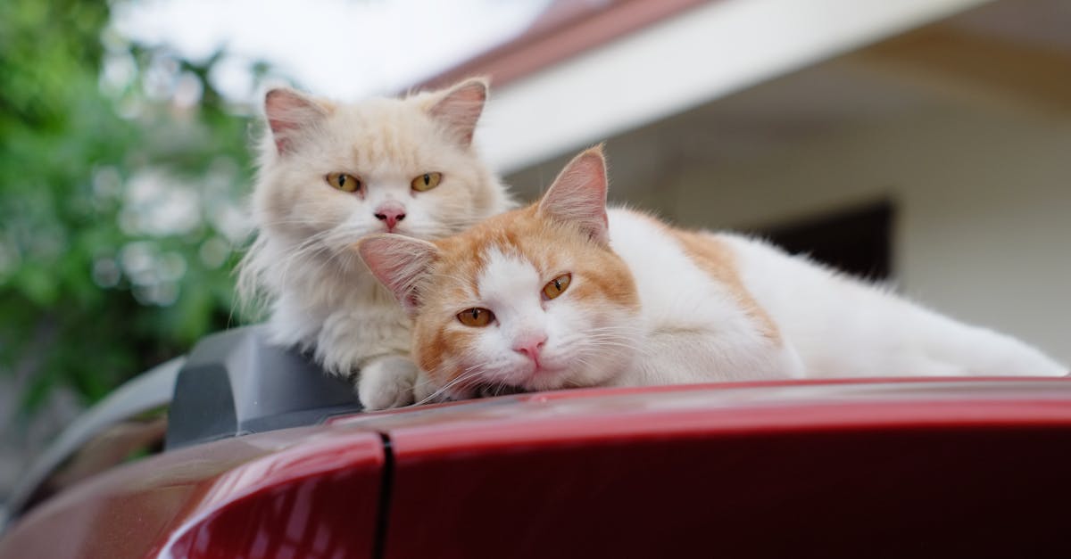 Cat Carrier Training: Stress-Free Vet Visits Start at Home