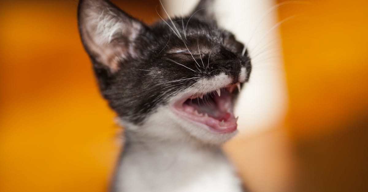 Why Does My Cat Meow So Much? Excessive Vocalization Explained