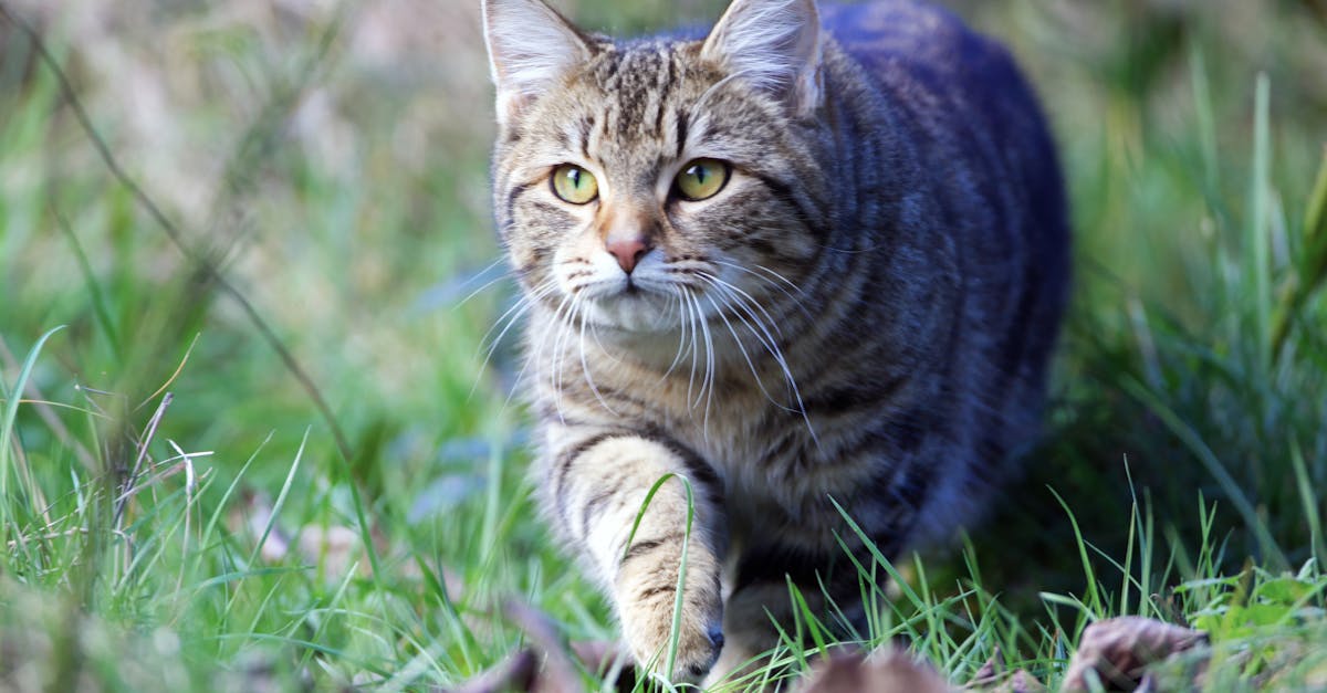 Cat Hunting Behavior: Understanding Your Indoor Predator