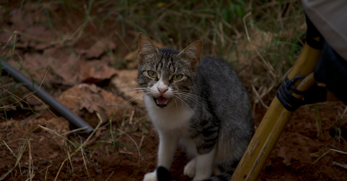 Litter Box Problems: Why Cats Stop Using the Box
