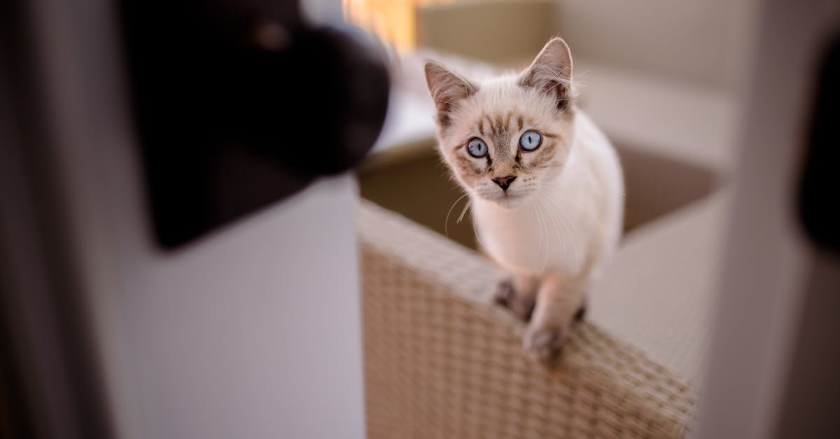 Understanding Cat Pica: Eating Non-Food Items