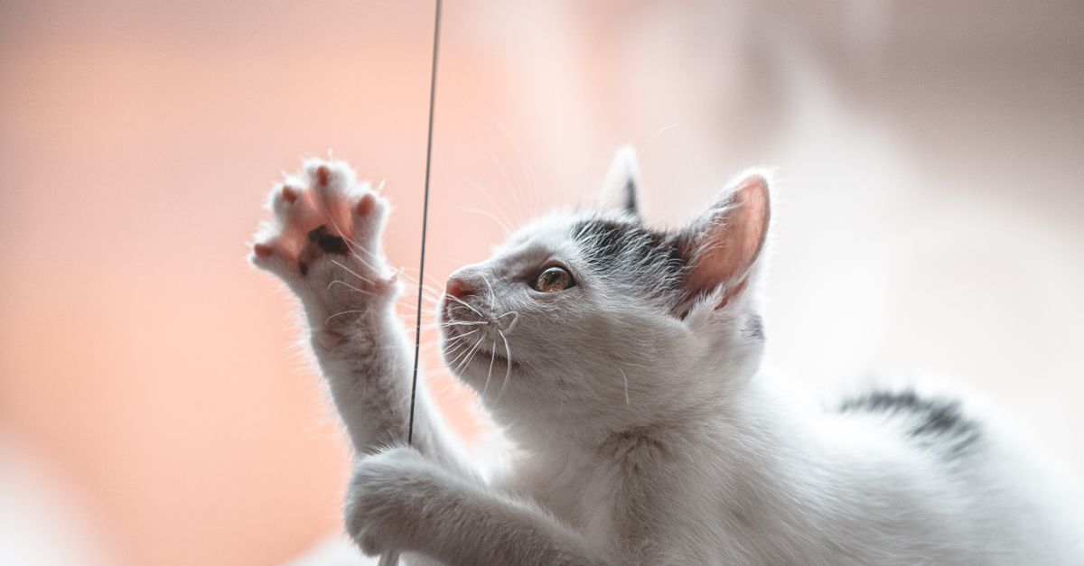 Understanding Cat Play: Styles, Preferences, and Best Toys