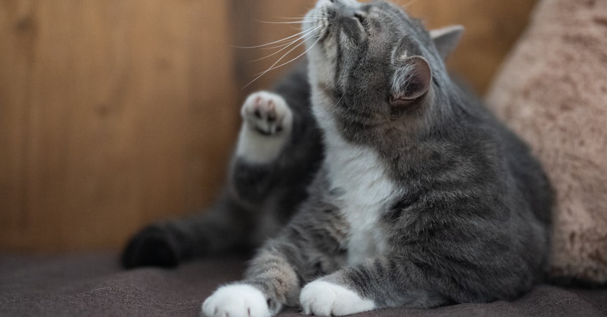Cat Scratching: Why They Do It and How to Redirect