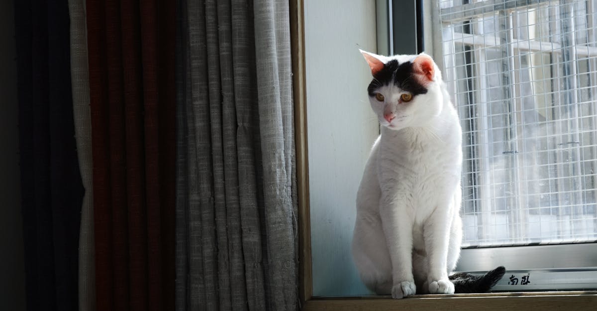 Cat Separation Anxiety: Signs and Solutions