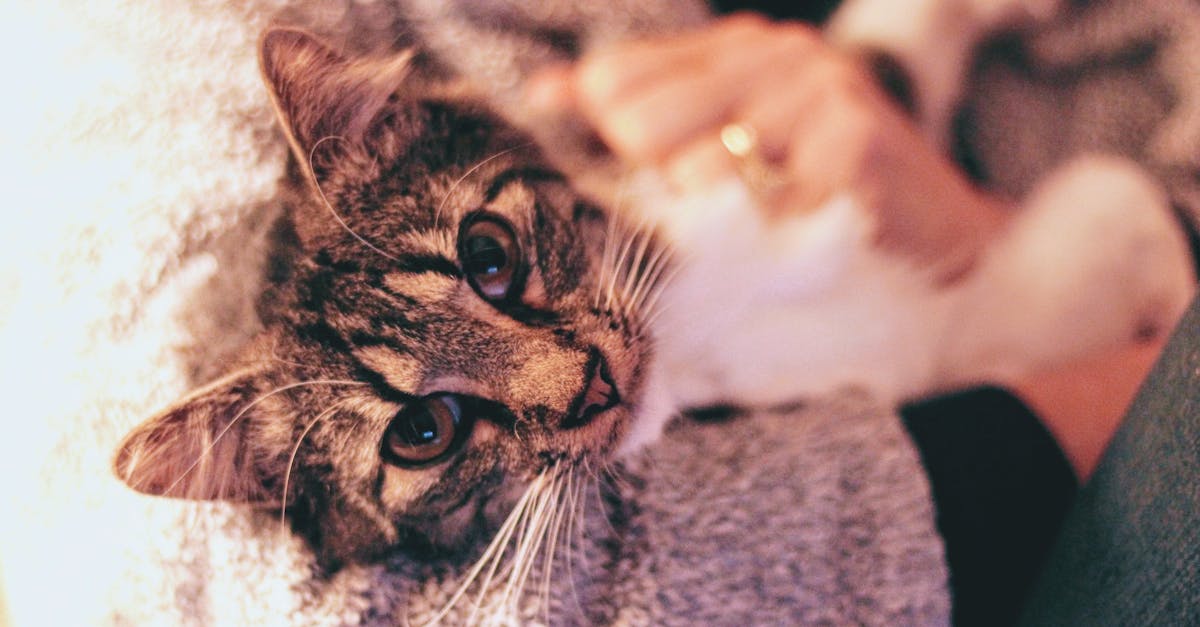Cat Slow Blink: The Feline Love Language