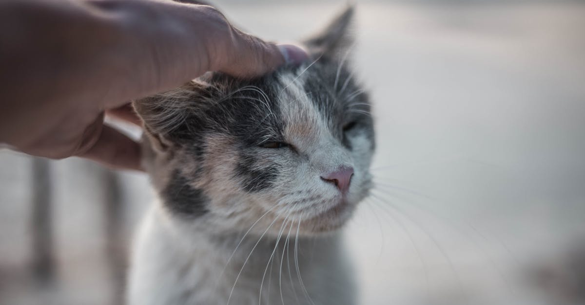 Cat Socialization: How Cats Form Bonds with Humans
