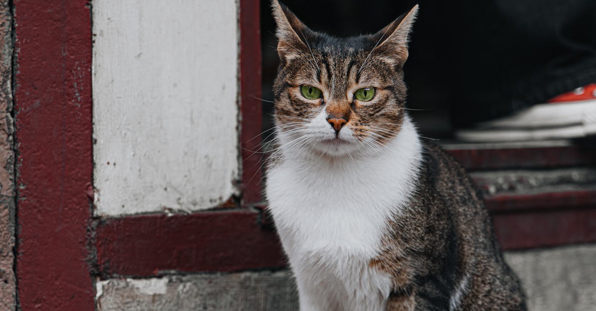 Cat Spraying vs Peeing: Understanding the Difference