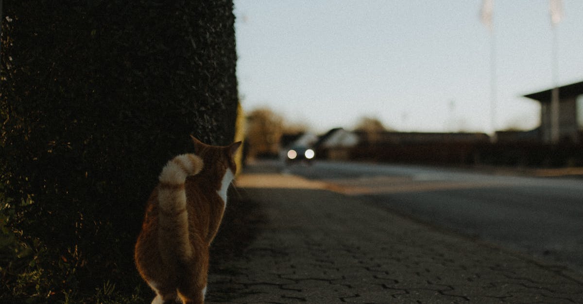 Cat Tail Chasing and Self-Directed Behaviors