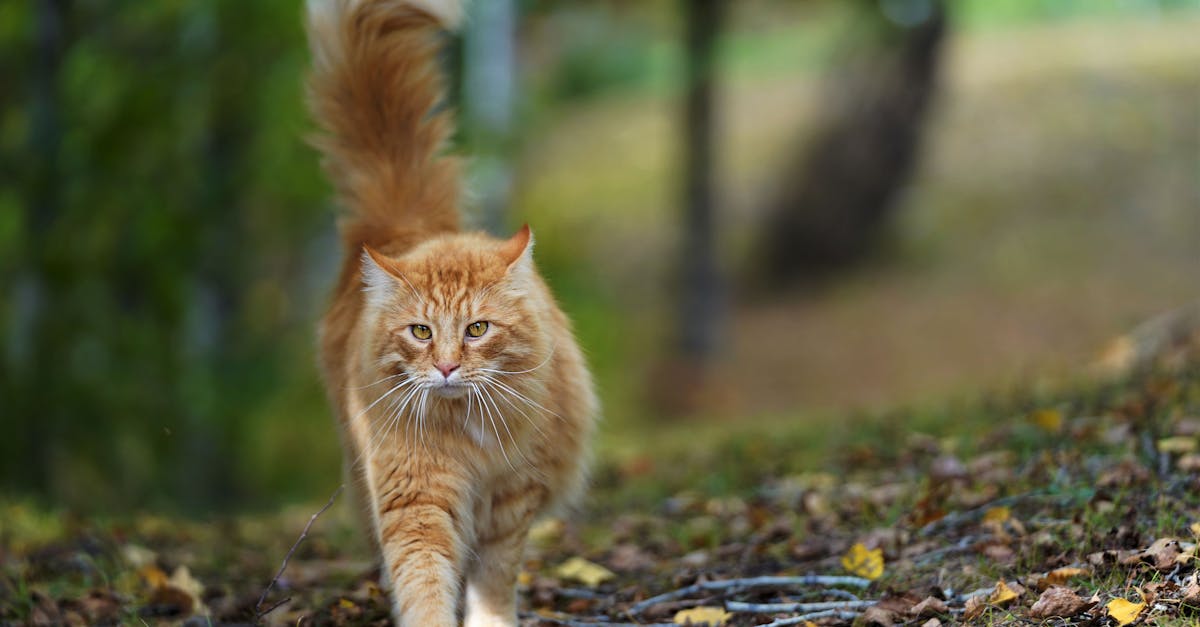 Cat Tail Language: The Complete Tail Position Guide