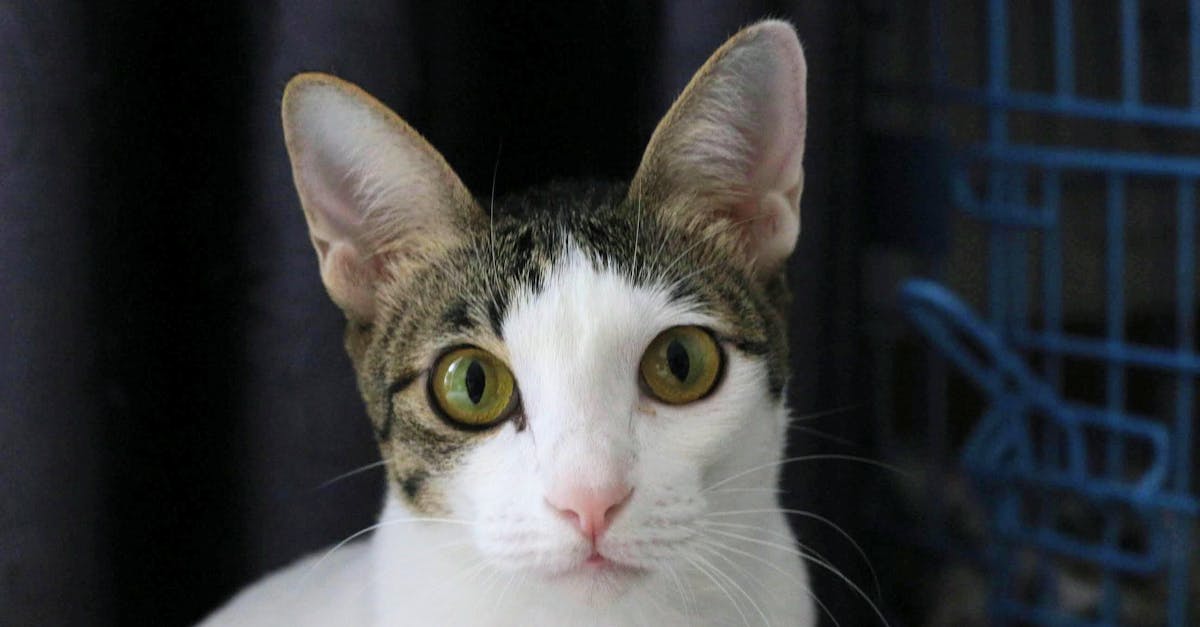 Cat Territorial Behavior: Marking, Guarding, and Aggression