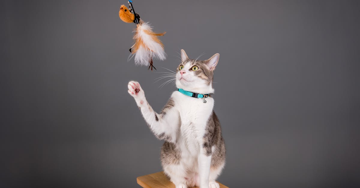Cat Training: Yes, You Can Train a Cat