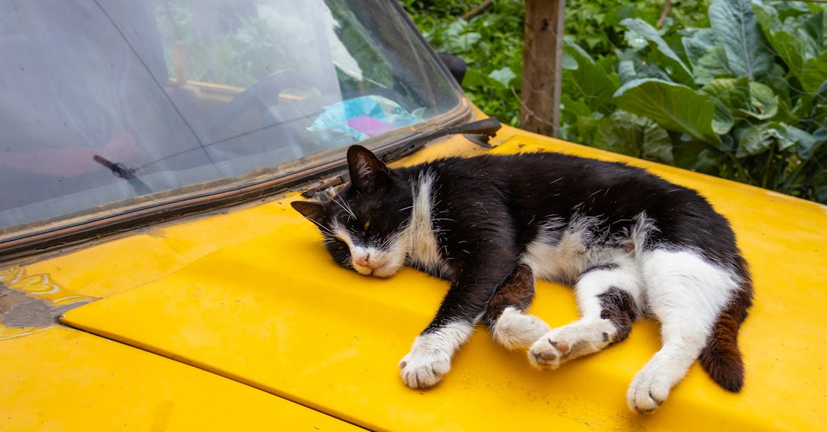 Cat Travel: Complete Guide to Traveling with Your Cat