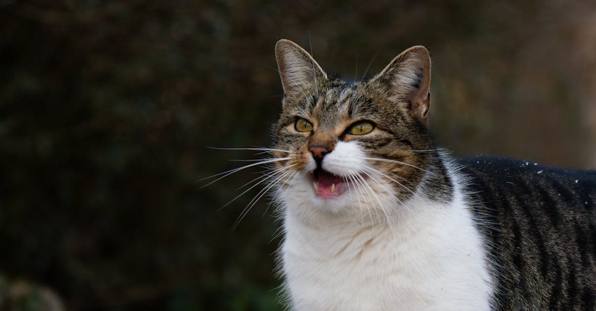 Cat Vocalizations Decoded: Meows, Trills, Hisses, and More