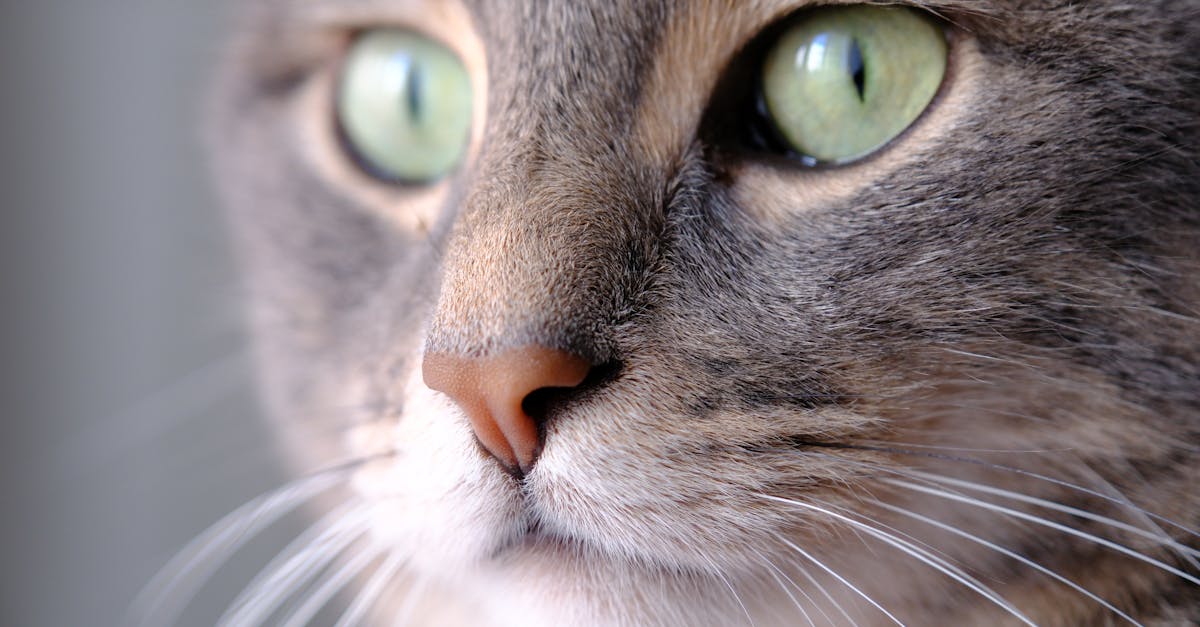 Cat Whiskers: Sensory Superpowers and Care
