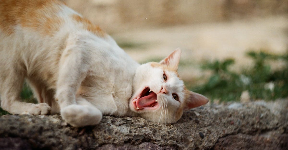 Catnip: How It Works and Why Not All Cats React