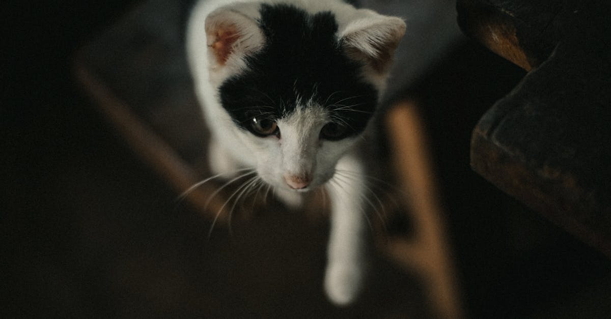 Cats and Water: Why Most Cats Hate Water
