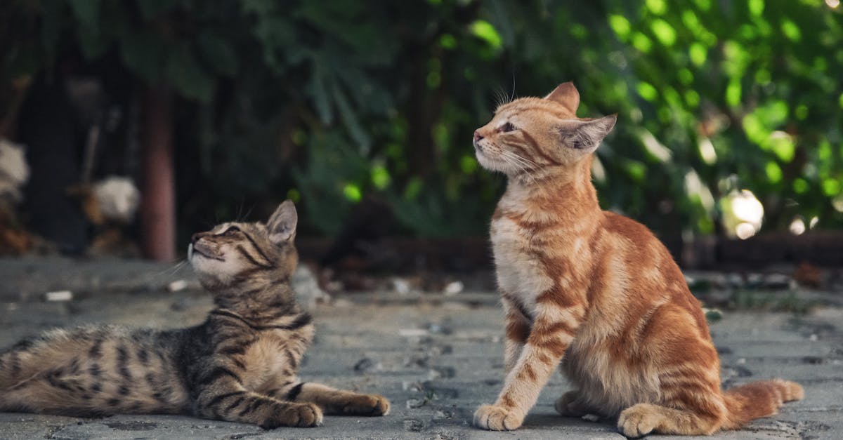 Cat Grooming Each Other: Allogrooming and Social Bonds