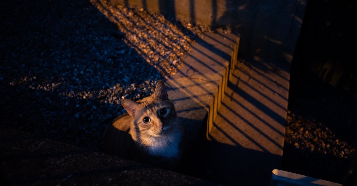 Cats and Nighttime: Managing Nocturnal Behavior