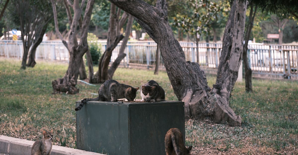 Feral vs Stray Cats: Understanding the Difference