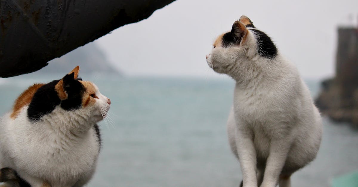 How to Introduce Cats: Step-by-Step Multi-Cat Household Guide