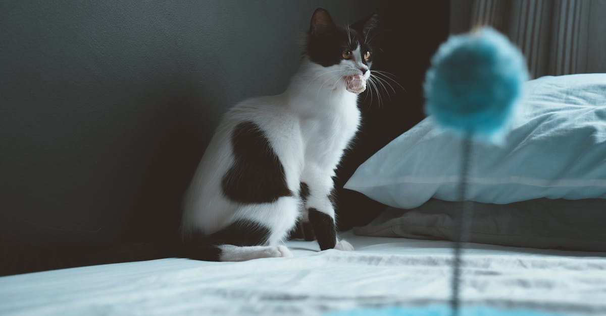 Indoor Cat Enrichment: Preventing Boredom and Behavior Problems