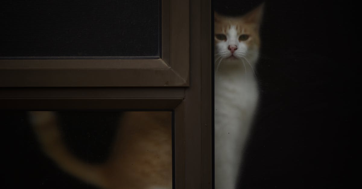 Indoor vs Outdoor Cats: The Great Debate