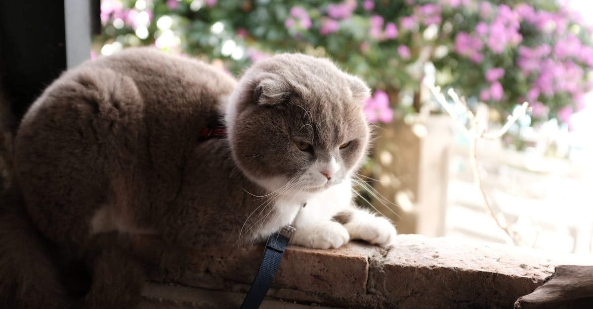 Leash Training Your Cat: A Step-by-Step Guide