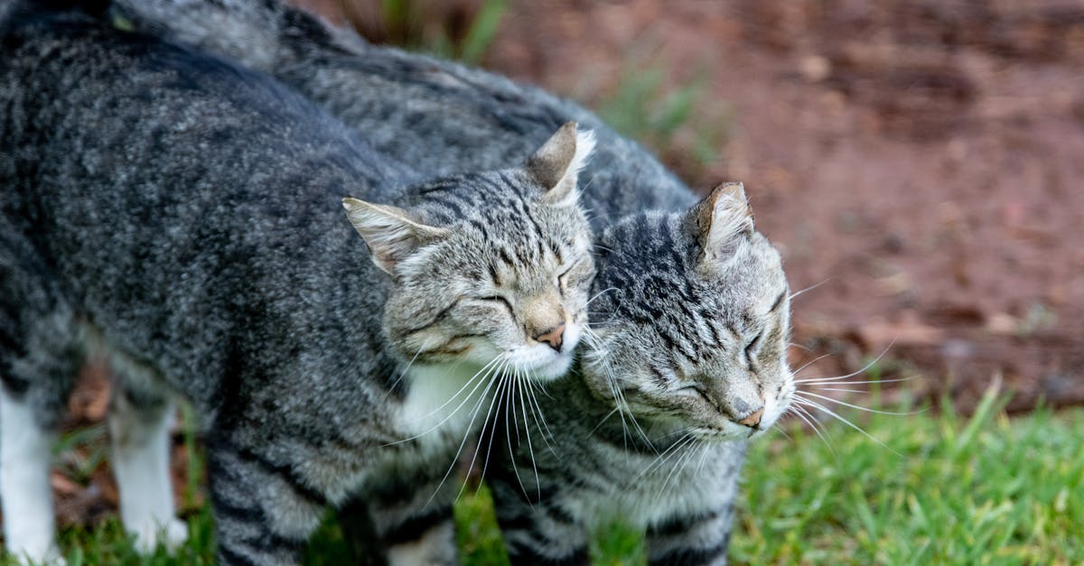 Multi-Cat Household Dynamics: Harmony or Hierarchy