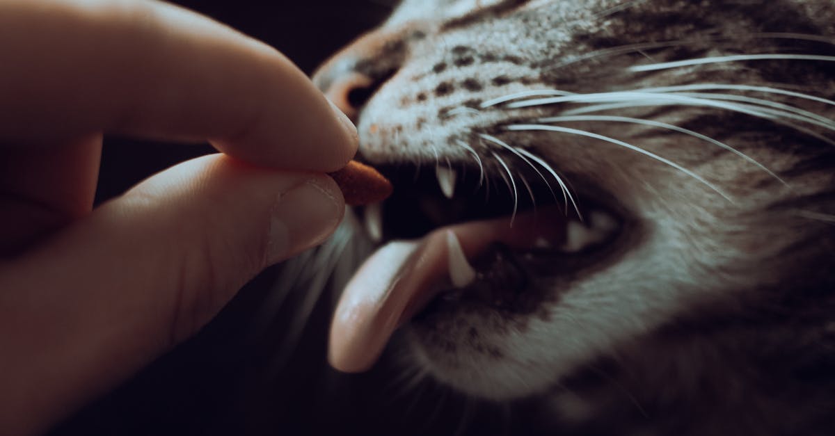 Why Does My Cat Bite Me? Understanding Feline Biting