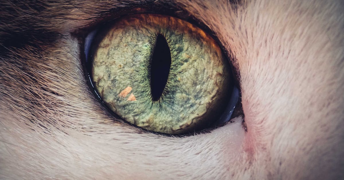 Why Does My Cat Stare at Me? Understanding the Feline Gaze