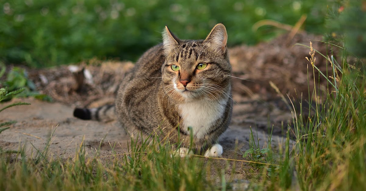 Why Do Cats Bring You Dead Animals? Gift-Giving Behavior
