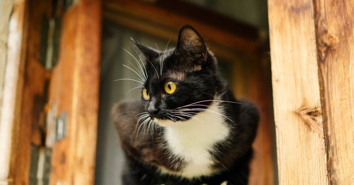 Why Do Cats Chirp at Birds? The Chattering Explained