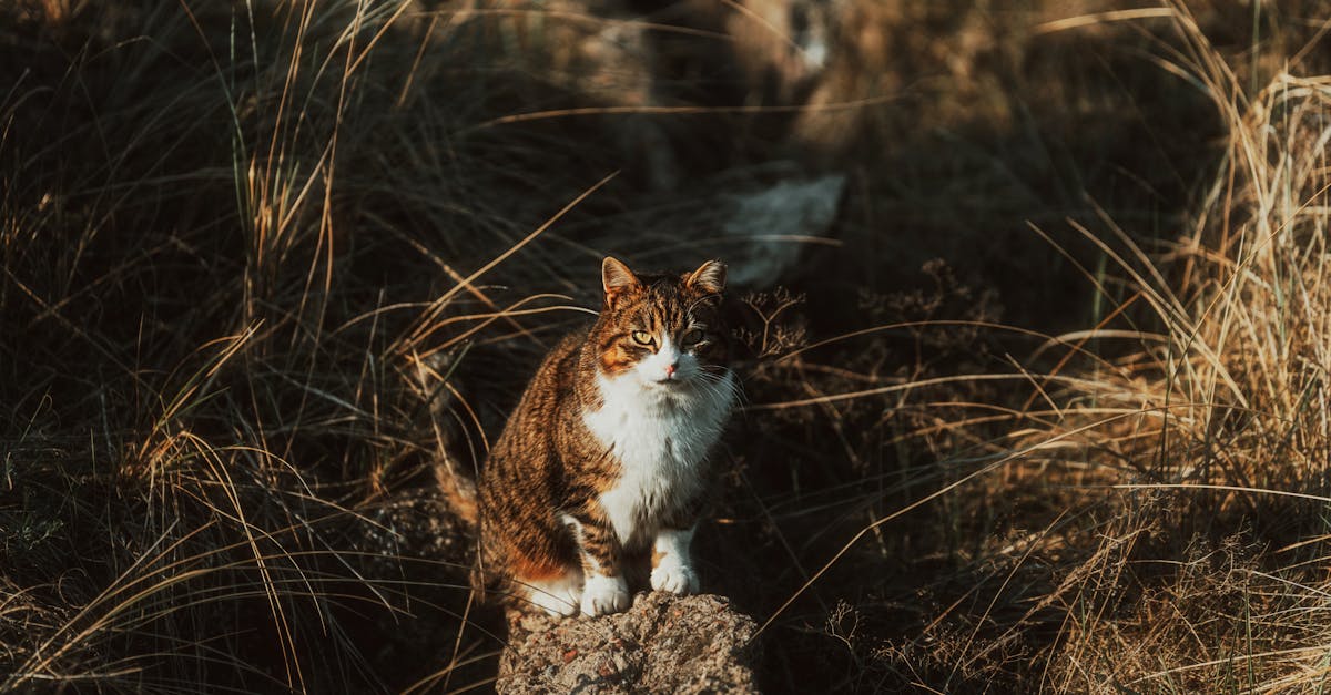 Why Do Cats Eat Grass? The Surprising Reasons