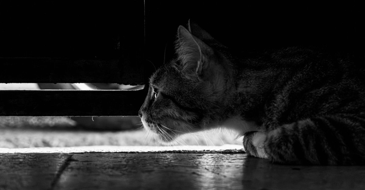 Why Do Cats Hate Closed Doors? The Territory Explanation