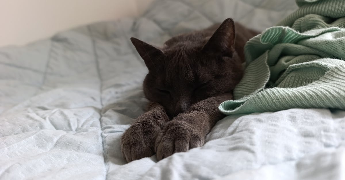 Why Do Cats Knead? Understanding the Biscuit-Making Behavior
