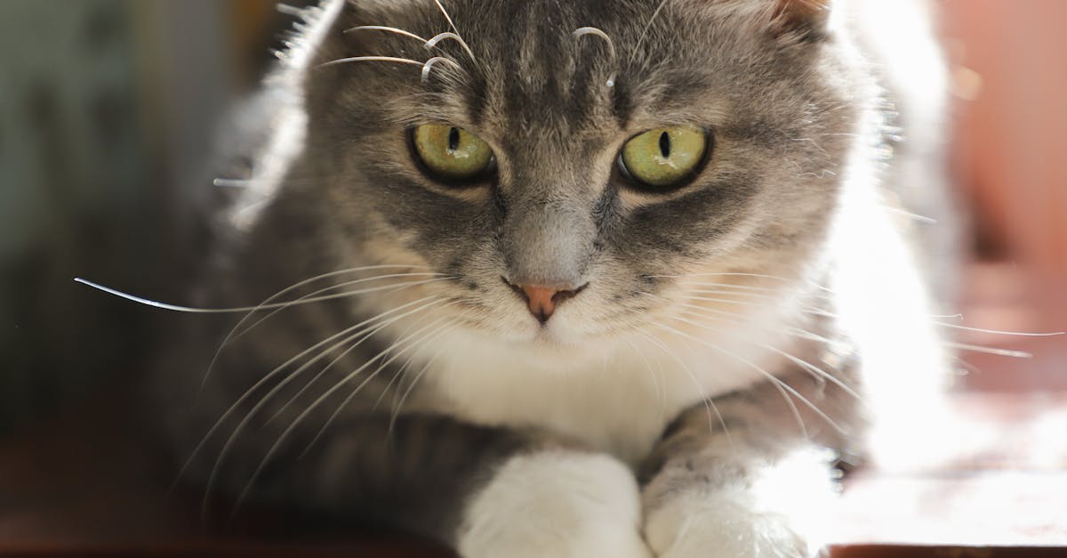 Why Do Cats Knock Things Off Tables? The Push Behavior
