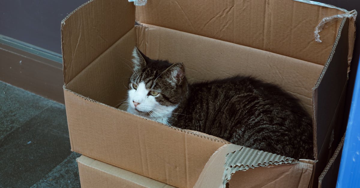 Cats and Boxes: Why Cats Love Small Spaces