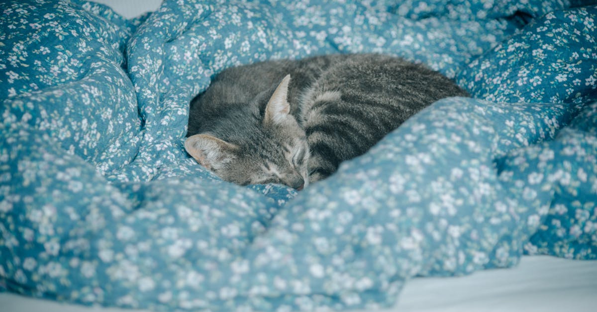 Cat Sleep: Why Do Cats Sleep So Much?