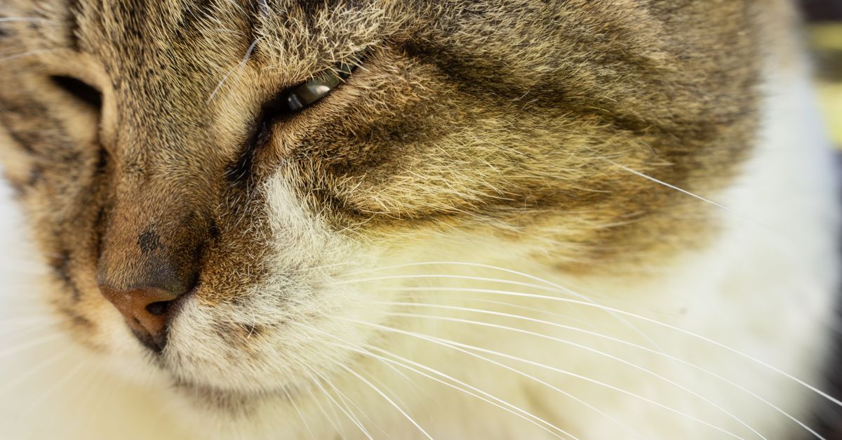 Why Do Cats Purr? The Science Behind the Soothing Sound