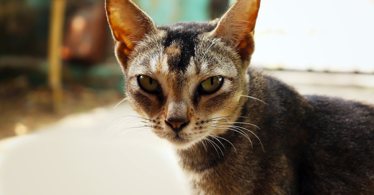 Abyssinian Cat Guide: The Energetic Explorer