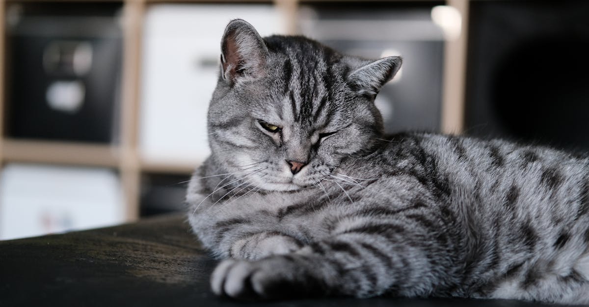 American Shorthair Cat Guide: The All-American Companion