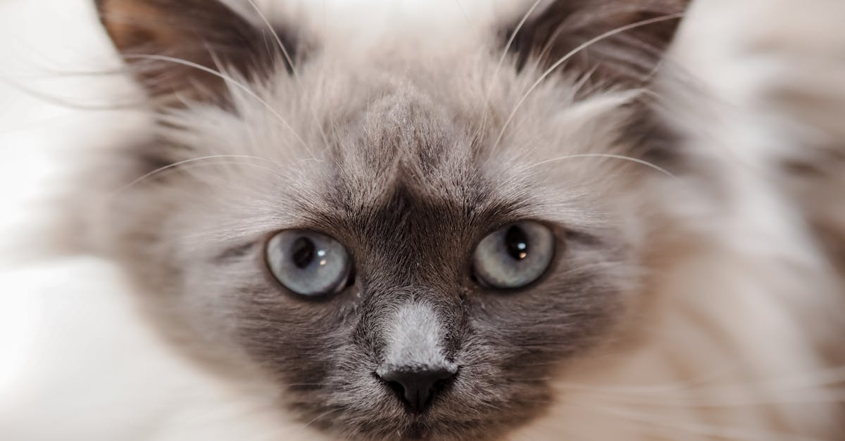 Balinese Cat Guide: The Long-Haired Siamese