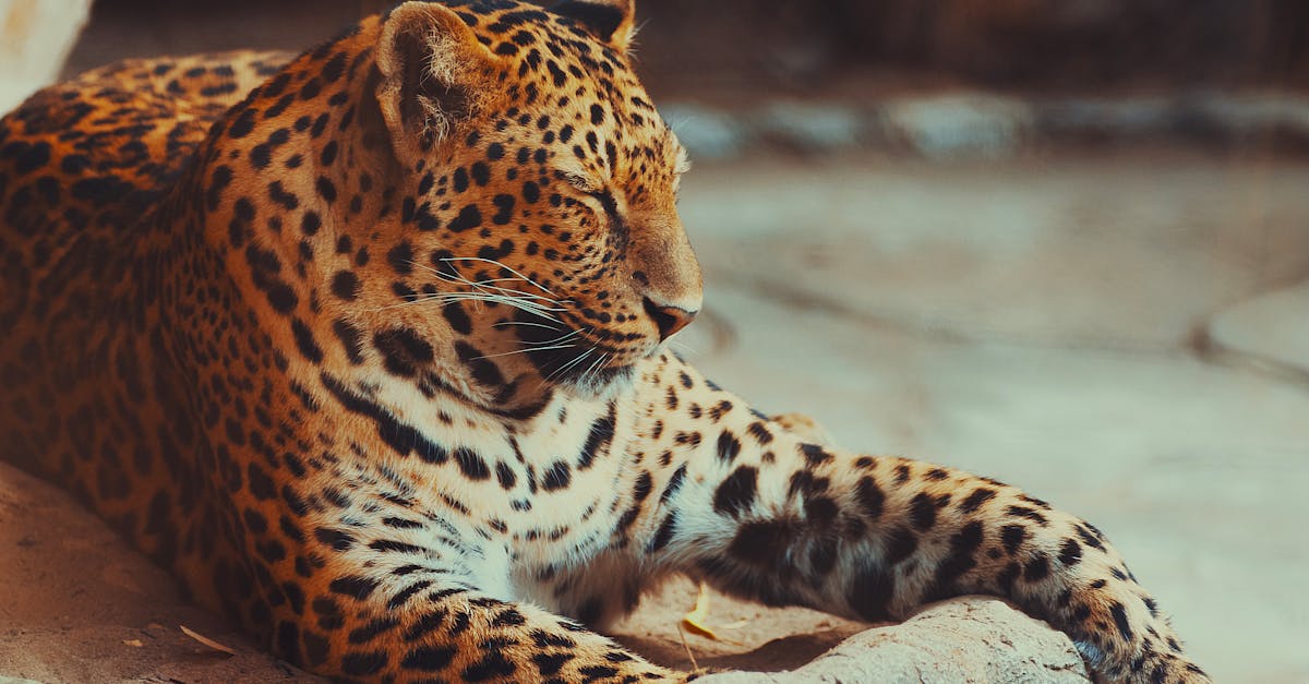Bengal Cat Breed Guide: Living with a Mini Leopard