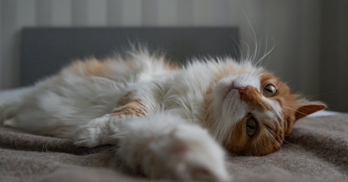 Cat Breeds for Apartment Living: Best Indoor Companions