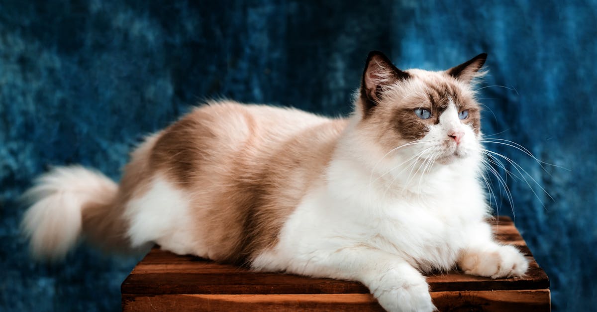 Birman Cat Guide: The Sacred Cat of Burma