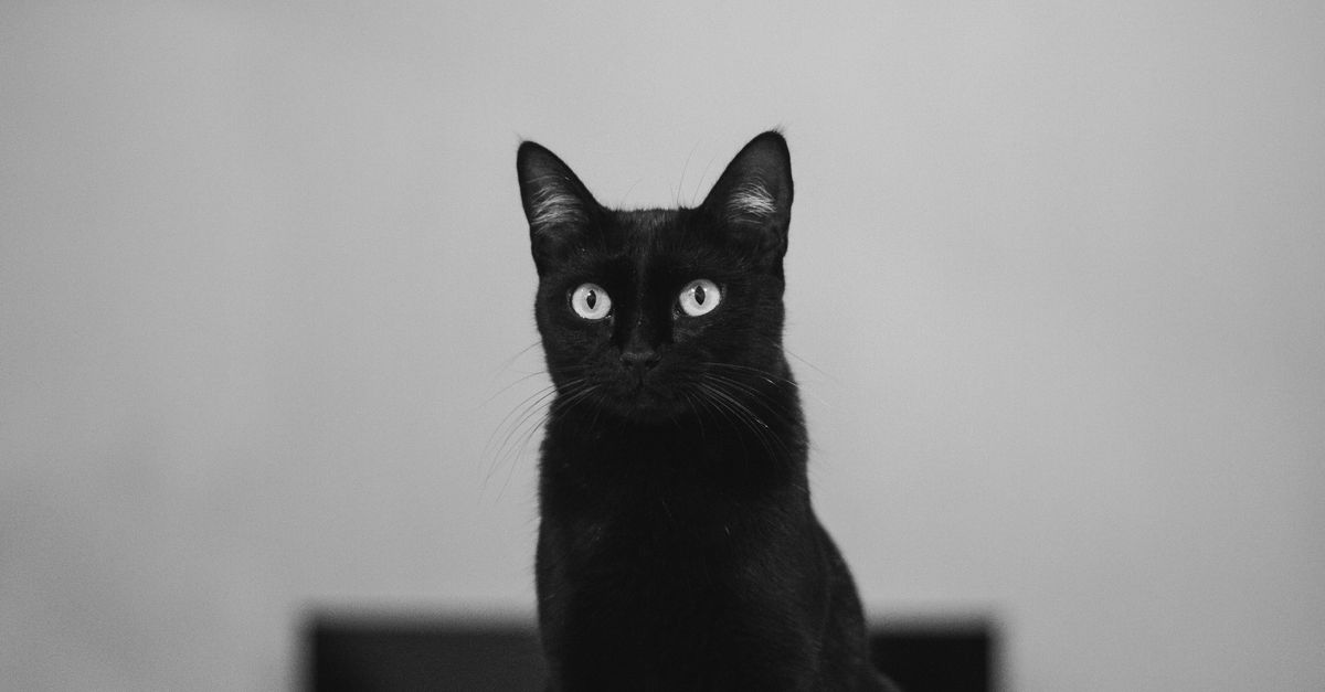 Bombay Cat Guide: The Mini Panther