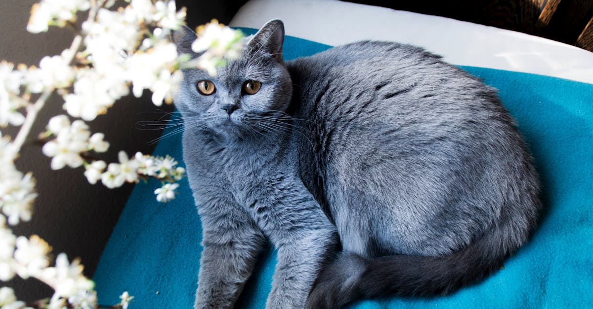 British Shorthair Cat Guide: The Easygoing Teddy Bear
