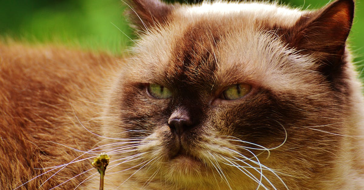 Burmese Cat Guide: The Velvet Brick
