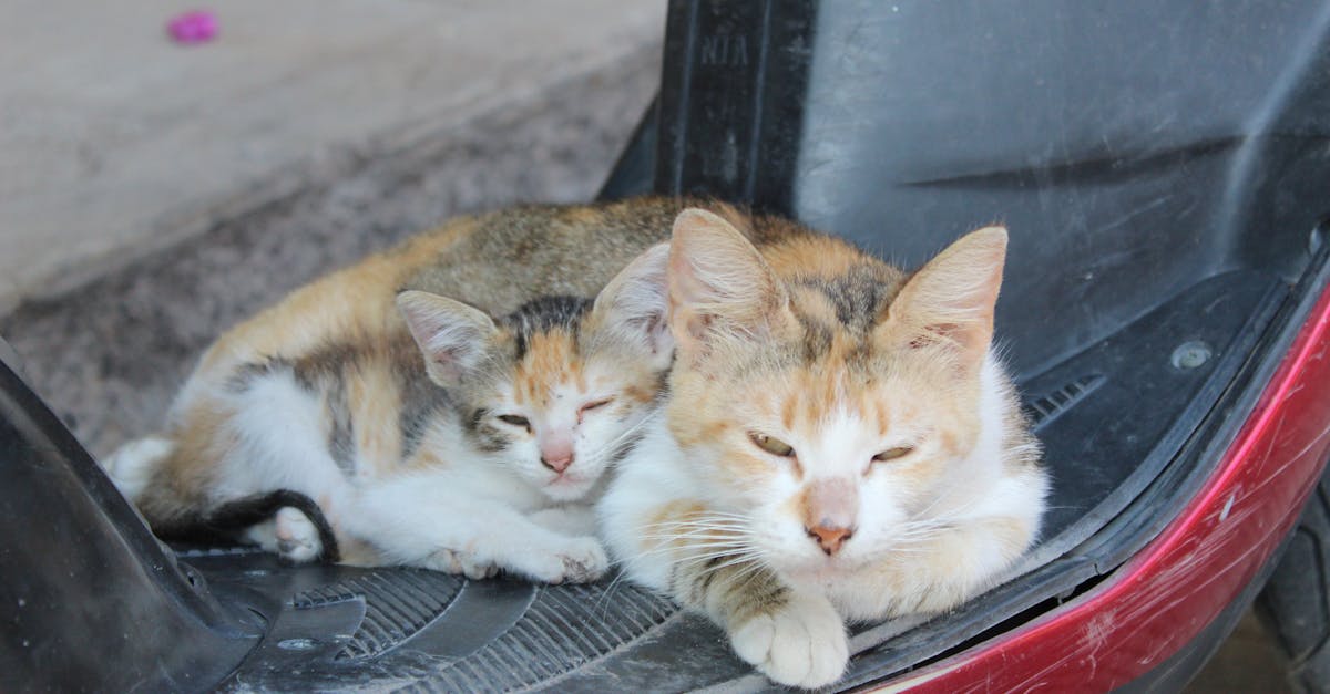 Cat Breed Size Guide: From Smallest to Largest